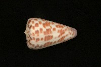 藏品(紅磚芋螺)的圖片